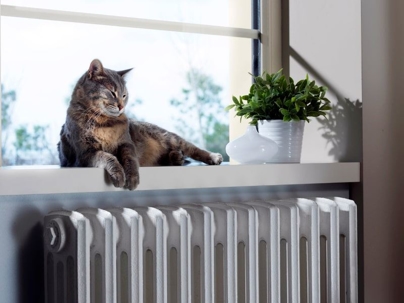 cat on radiator