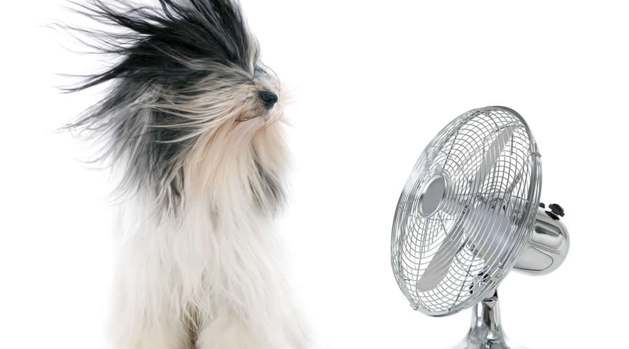 Fluffy Dog Cooling Off In Front Of Fan